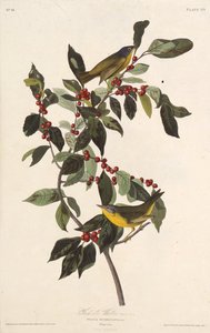 La paruline de Nashville. De Les Oiseaux d