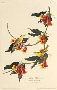 Le Paruline de Rathbone. De Les Oiseaux d