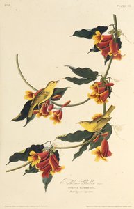 Le Paruline de Rathbone. De Les Oiseaux d