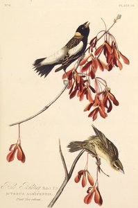 Le Ricebird. De Les Oiseaux d