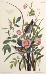 Le pinson de bord de mer. De Les Oiseaux d
