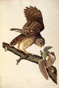Le hibou barré. De Les Oiseaux d