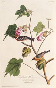 La paruline à poitrine baie. De Les Oiseaux d