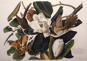 Le coucou à bec noir. De Les Oiseaux d