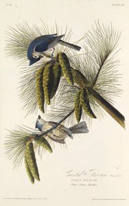 La mésange à crête noire. De Les Oiseaux d