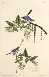 Le gobemoucheron bleu-gris. De Les Oiseaux d