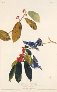 La paruline azurée. De Les Oiseaux d