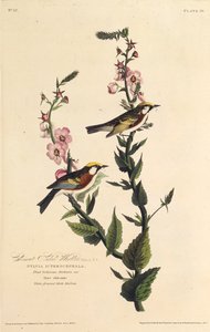 La paruline à flancs marron. De Les Oiseaux d