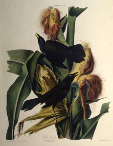 Le quiscale bronzé. De The Birds of America, 1827-1838 - John James Audubon