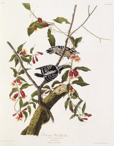 Le pic mineur. De Les Oiseaux d