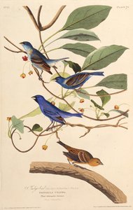 Les oiseaux indigo. De Les Oiseaux d