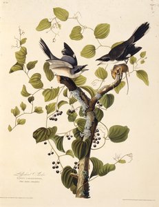 La pie-grièche migratrice. De Les Oiseaux d
