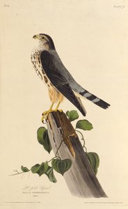 Le faucon émerillon. De Les Oiseaux d