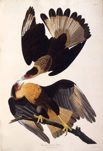 Le caracara huppé du nord. De Les Oiseaux d