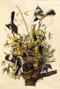 Le moqueur polyglotte. De Les Oiseaux d