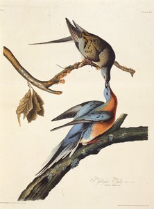 Le pigeon voyageur. De Les Oiseaux d
