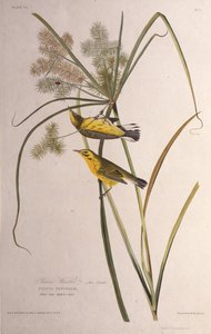 La paruline des prés. De Les Oiseaux d