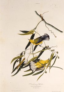 Le paruline orangée. De Les Oiseaux d