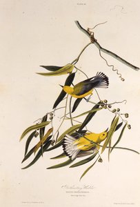 Le paruline orangée. De Les Oiseaux d