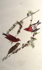 Le roselin pourpré. De Les Oiseaux d