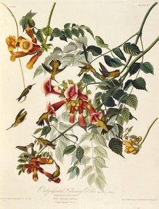 Le colibri à gorge rubis. De Les Oiseaux d