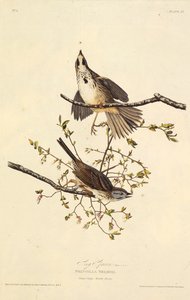 Le moineau chanteur. De Les Oiseaux d