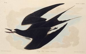 La sterne fuligineuse. De Les Oiseaux d