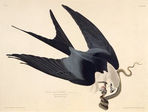 Le milan à queue fourchue. De Les Oiseaux d