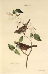 Le bruant à gorge blanche. De Les Oiseaux d