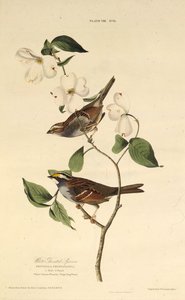 Le bruant à gorge blanche. De Les Oiseaux d