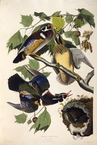 Le canard branchu. De Les Oiseaux d