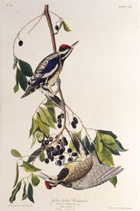 Le pic à ventre jaune. De Les Oiseaux d