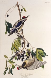 Le pic maculé. De Les Oiseaux d