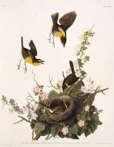 Le bruant à poitrine jaune. De Les Oiseaux d