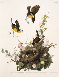 La paruline polyglotte. De Les Oiseaux d