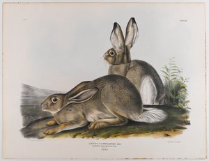 Lièvre des montagnes Rocheuses de Townsend, 1842