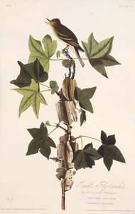 Traills flycatcher. De The Birds of America, 1827-1838