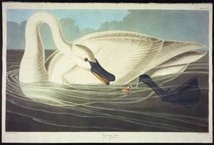 Cygne trompette