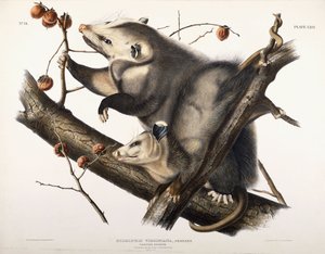 Opossum de Virginie, 1845 - John James Audubon