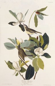 Gobemouche chanteur. De Les Oiseaux d