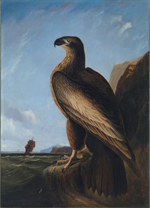 Aigle de mer de Washington - John James Audubon