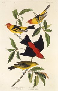 Tangara de l