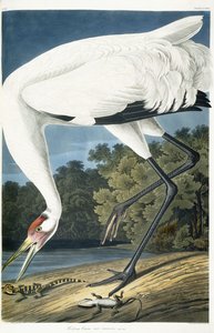 Grue blanche, mâle adulte, 1834 - John James Audubon
