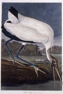 Ibis des bois