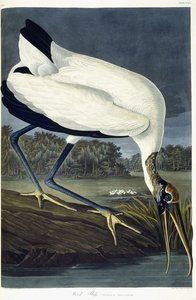 Ibis des bois, 1834