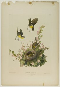 Paruline polyglotte, imprimée par Julien Bien et publiée par Roe Lockwood & Son, 1861