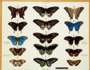 Zoologie : Planche de papillons peinte sur verre par John James Audubon (1780-1851) 19e siècle Collection Brieux - John James Audubon