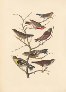 Pinson de Lazuli - John James Audubon/ Rob Havell