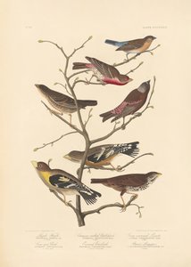 Pinson de Lazuli - John James Audubon/ Rob Havell