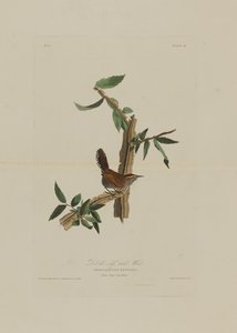 Le Troglodyte à longue queue de Bewick, extrait de Birds of America, gravé par Robert Havell (1793-1878)